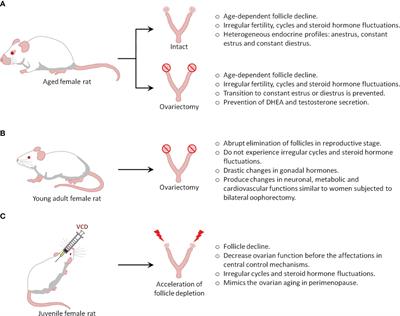 The intersection between menopause and depression: overview of research using animal models